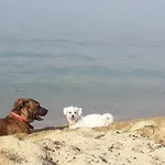 Alpha