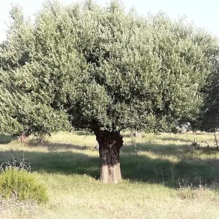 Alpha